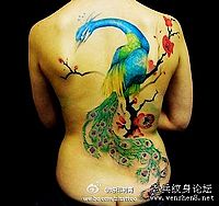 背部彩色孔雀纹身图案