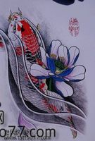 纹身手稿—彩色莲花鲤鱼纹身手稿