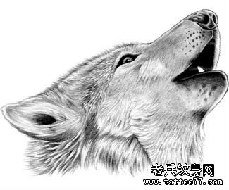 Wolf Tattoo Design Wolf Tattoo Design