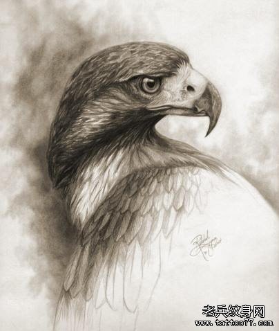 Eagle Picture Eagle Picture